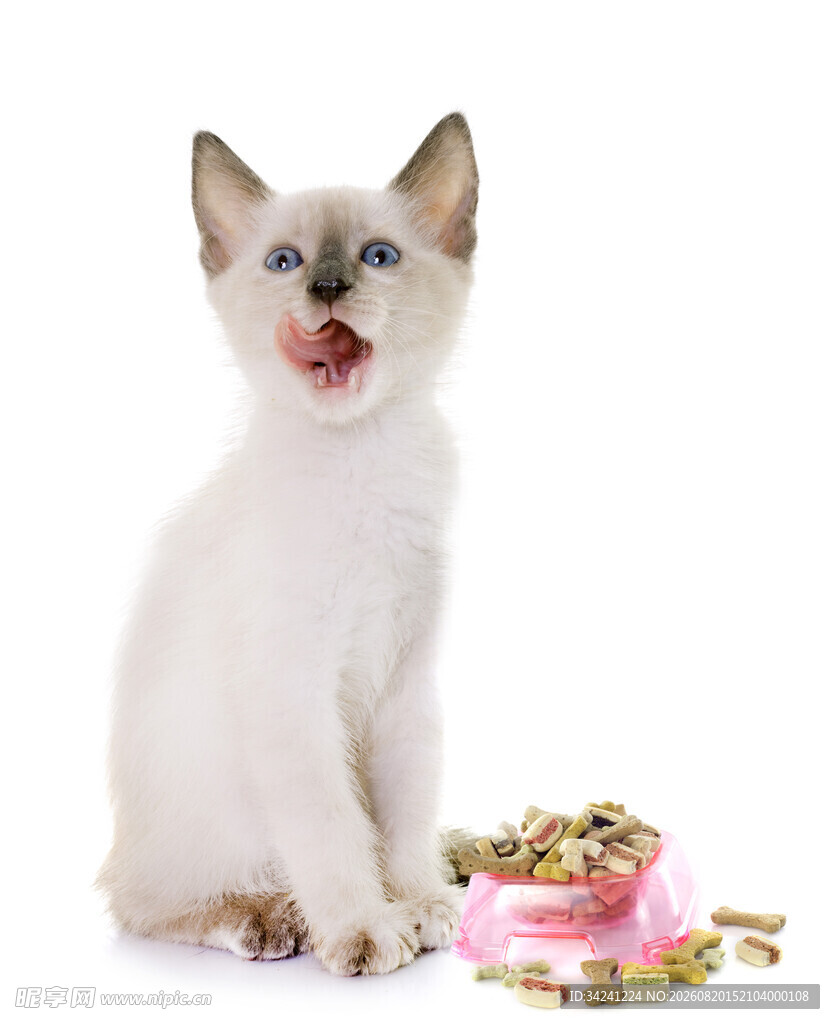 张嘴小猫与猫粮