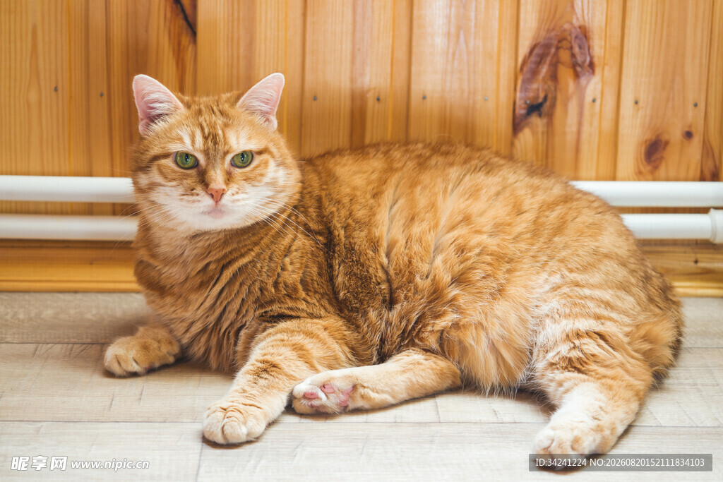 橘猫悠闲趴卧木地板上