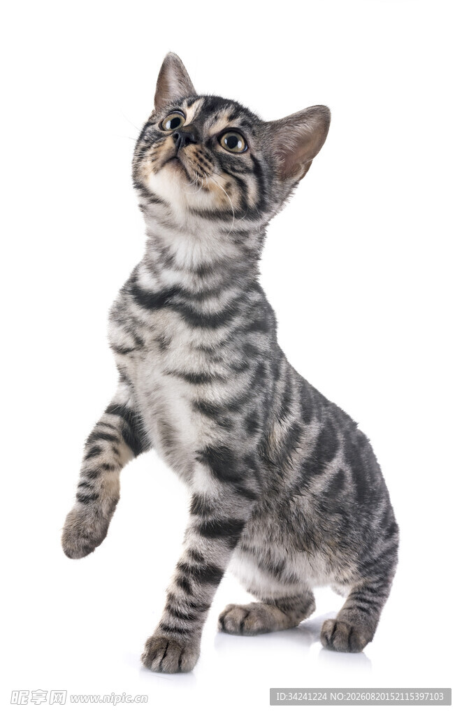 站立抬头的条纹小猫