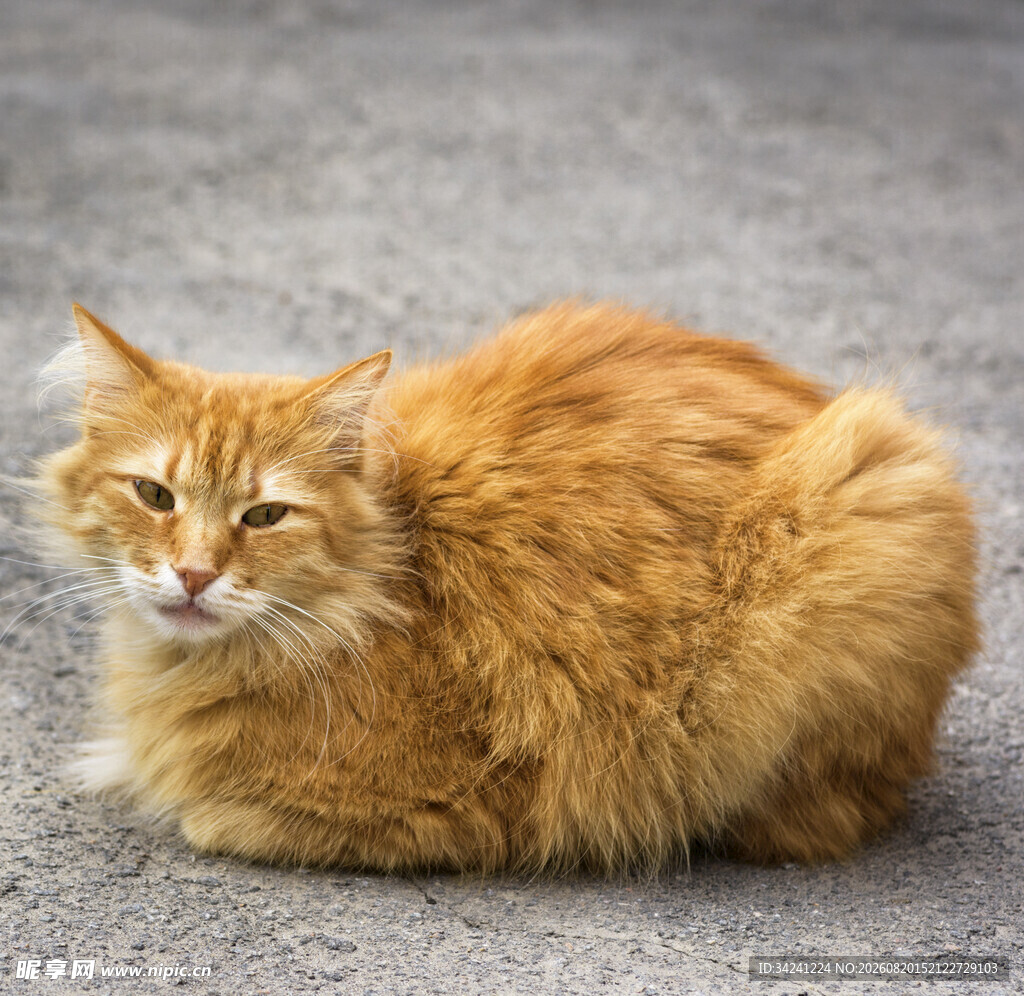 橘色长毛猫惬意趴地