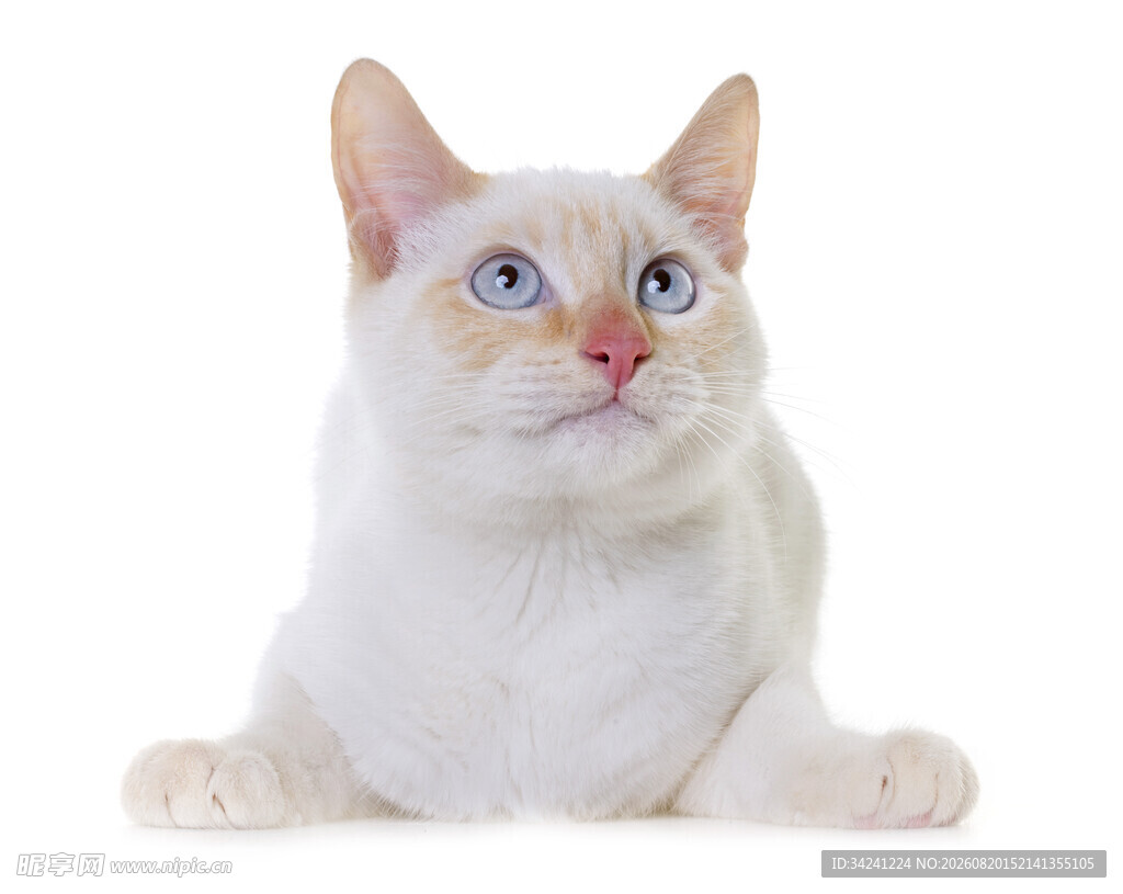 白色异瞳猫咪趴卧