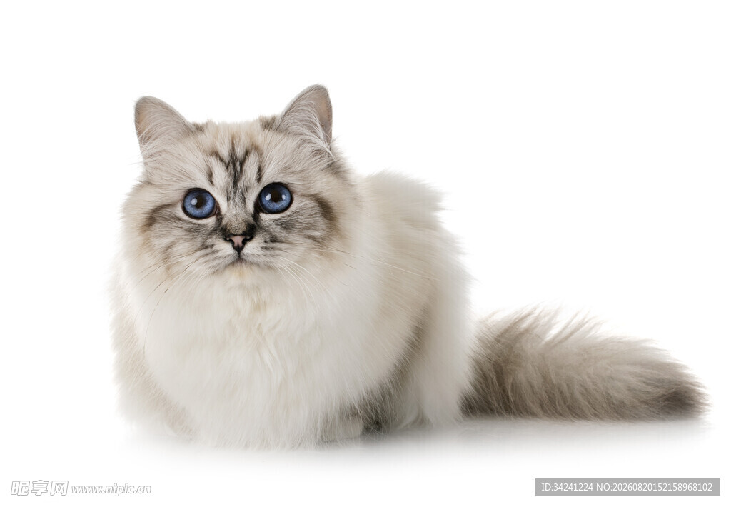 可爱长毛猫蓝眼萌态尽显