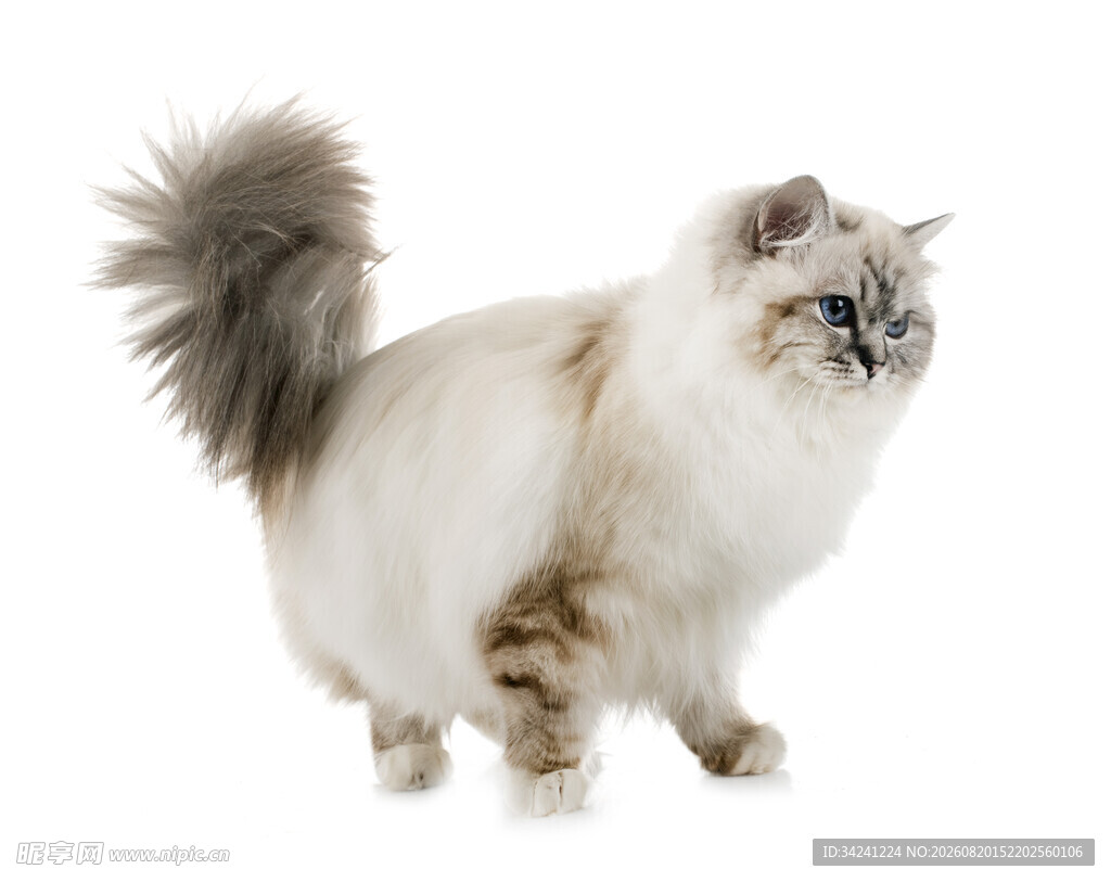 优雅长毛猫姿态迷人