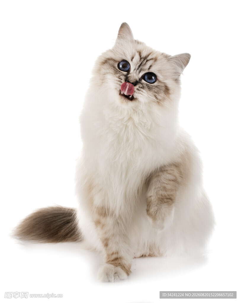 可爱猫咪张嘴露舌卖萌
