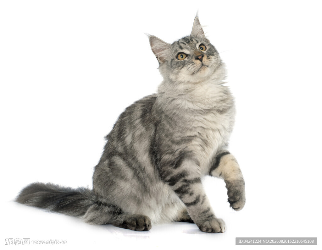 可爱灰猫坐立好奇张望
