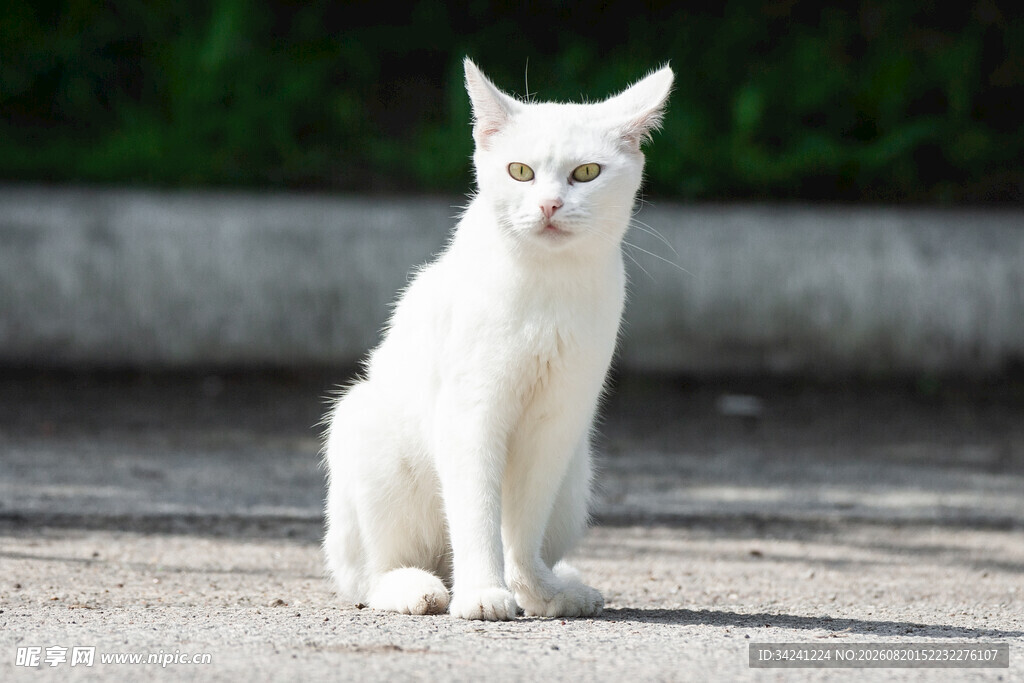 白色猫咪户外安静端坐