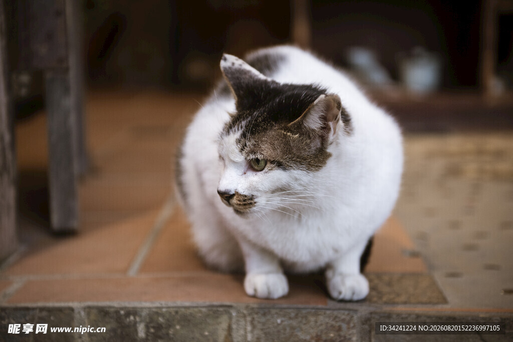 蹲坐的花猫