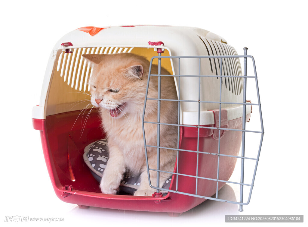 小猫在宠物笼内好奇张望
