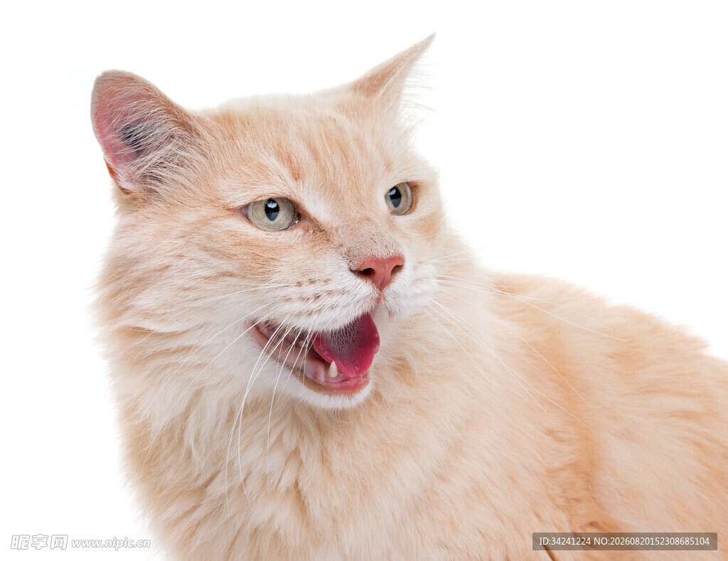 张嘴的橘色长毛猫咪