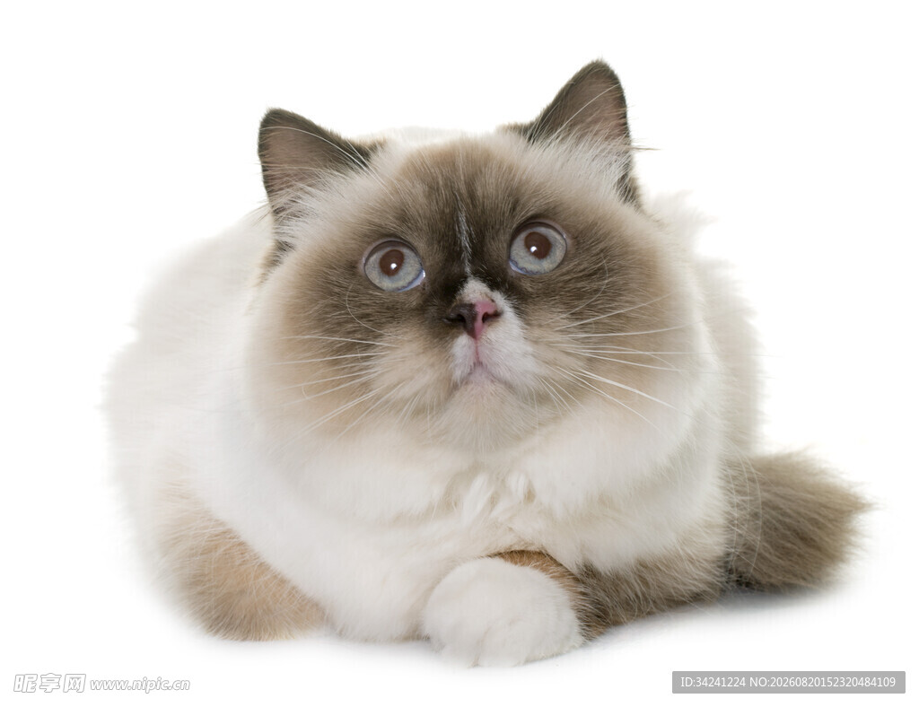 可爱布偶猫趴卧