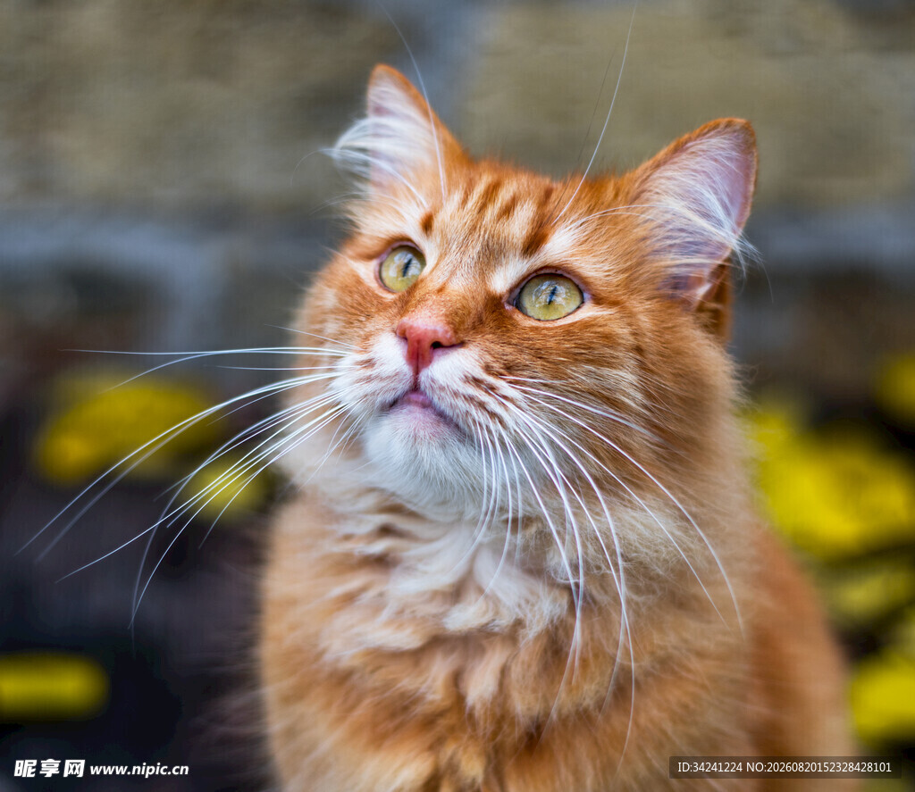 橘色长毛猫抬头凝望