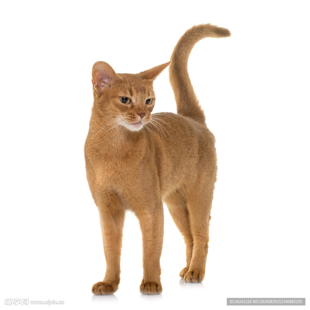 站立的阿比西尼亚猫
