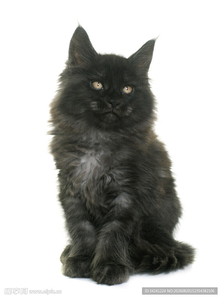黑色长毛猫端坐