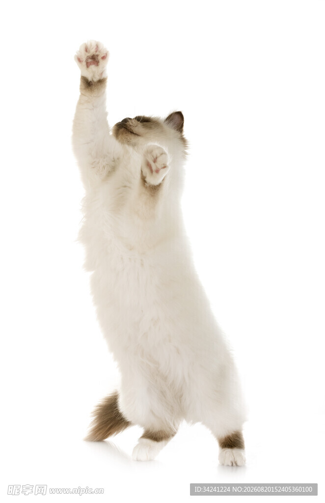 站立猫咪伸爪超可爱