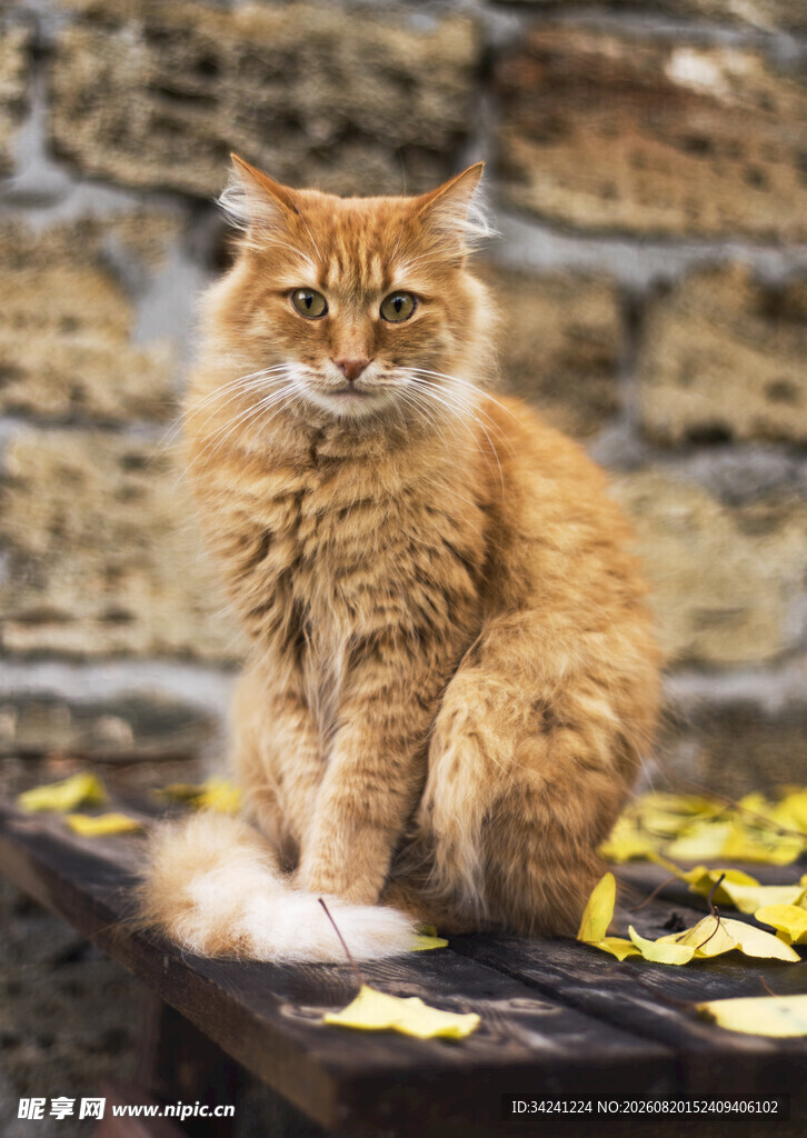 橘猫坐于落叶旁的石墙边