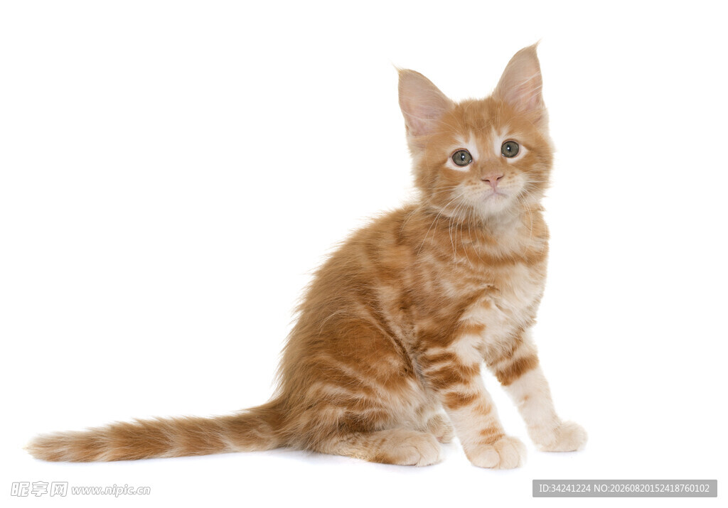 可爱橘白小猫坐立