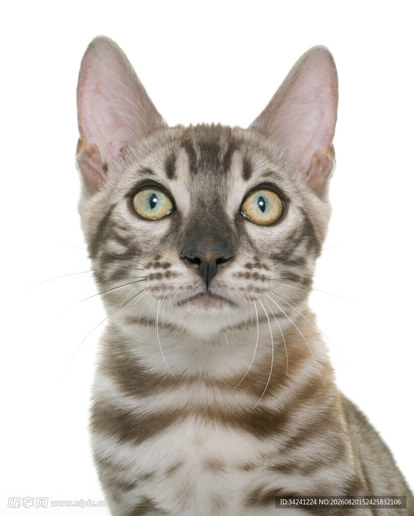 可爱条纹猫抬头凝视