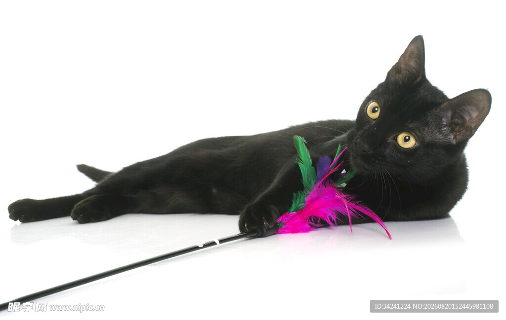 黑猫玩彩色逗猫棒