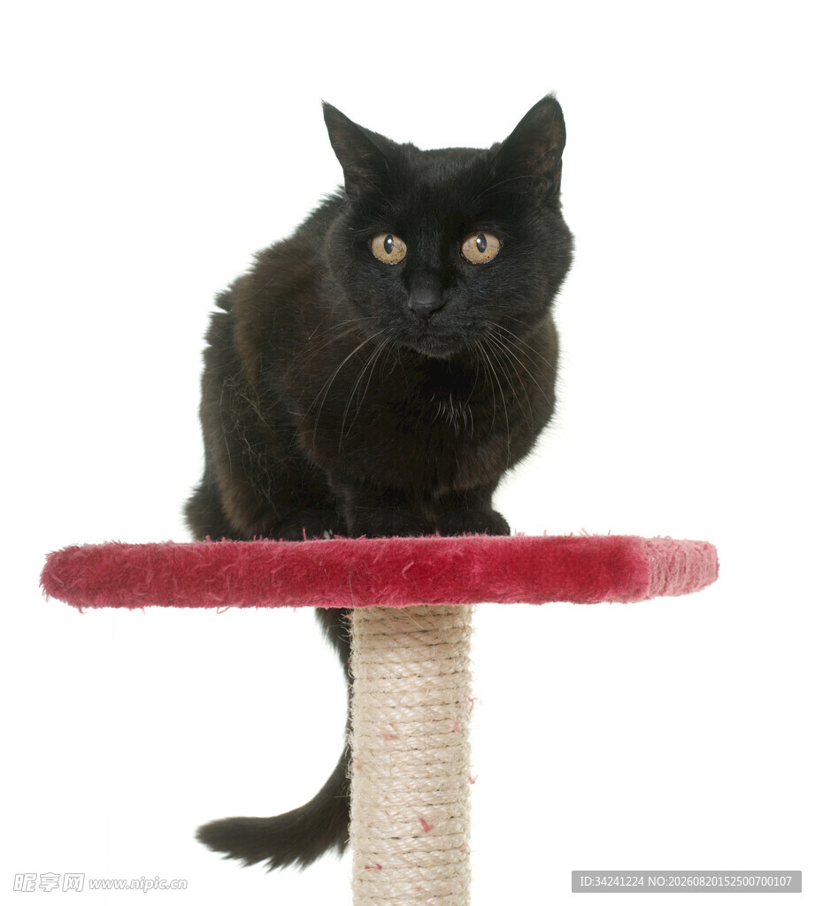 黑猫立于红色猫抓板上