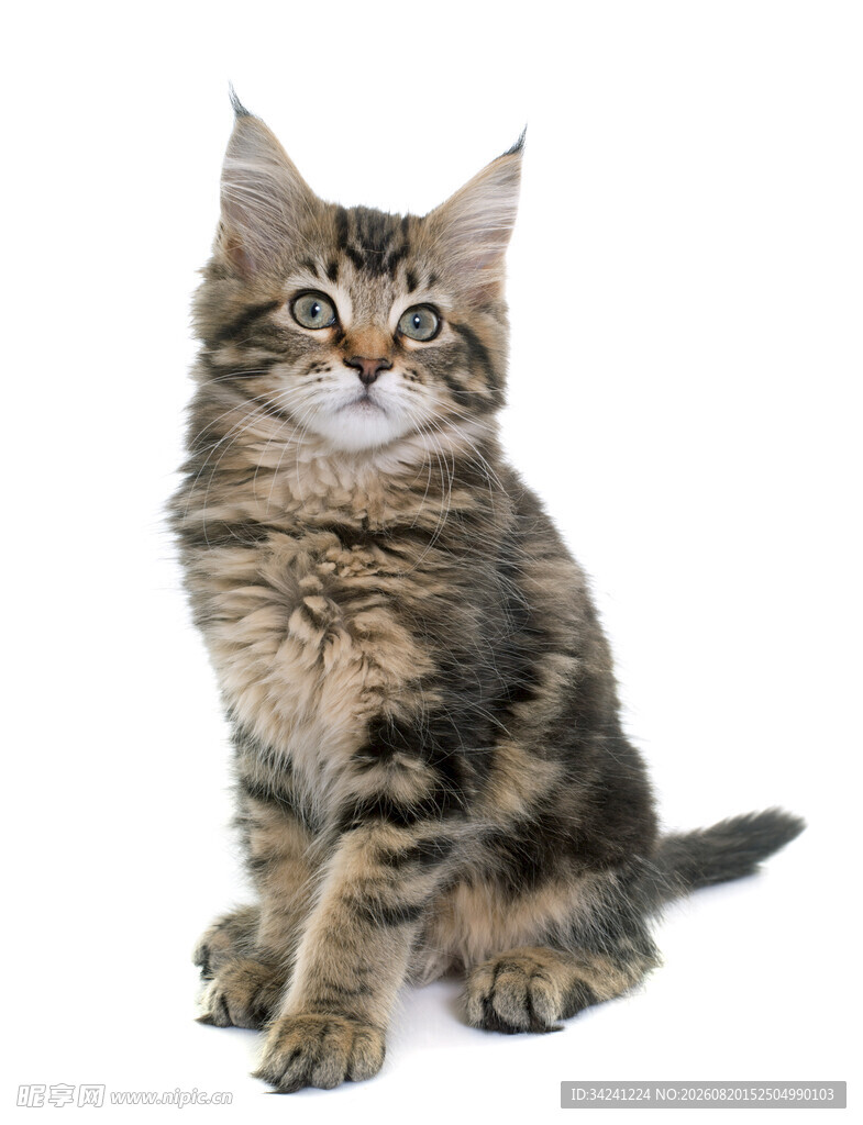 可爱虎斑小猫端坐