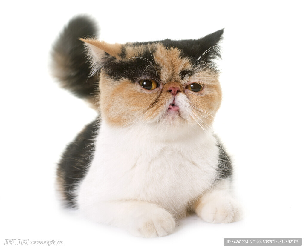三色加菲猫可爱趴姿