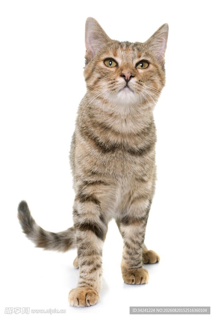 站立的条纹小猫