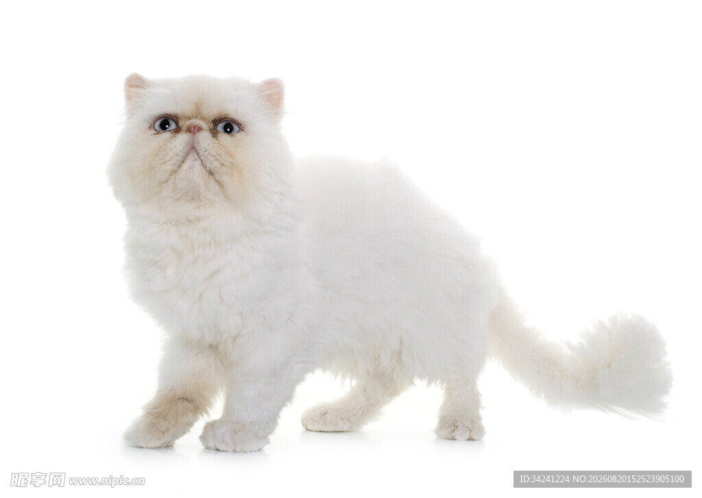 可爱白色波斯猫站立照