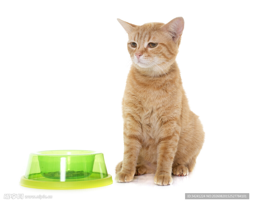 橘猫与绿色宠物食碗