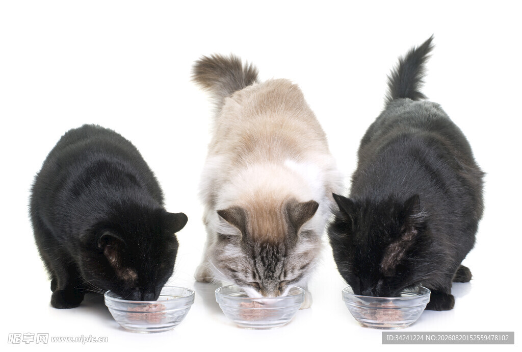 三只猫咪专注进食画面