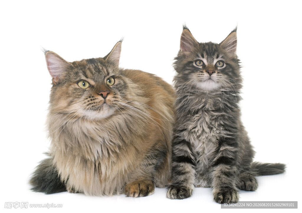 两只可爱猫咪并排而坐