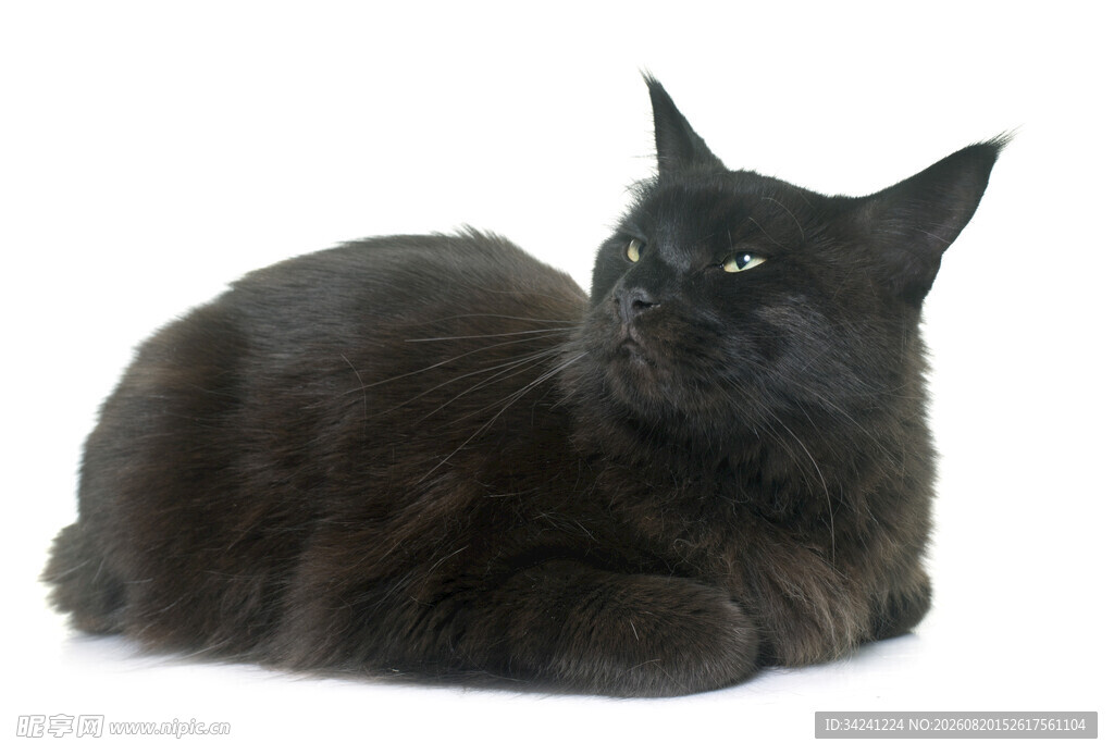 黑猫静卧