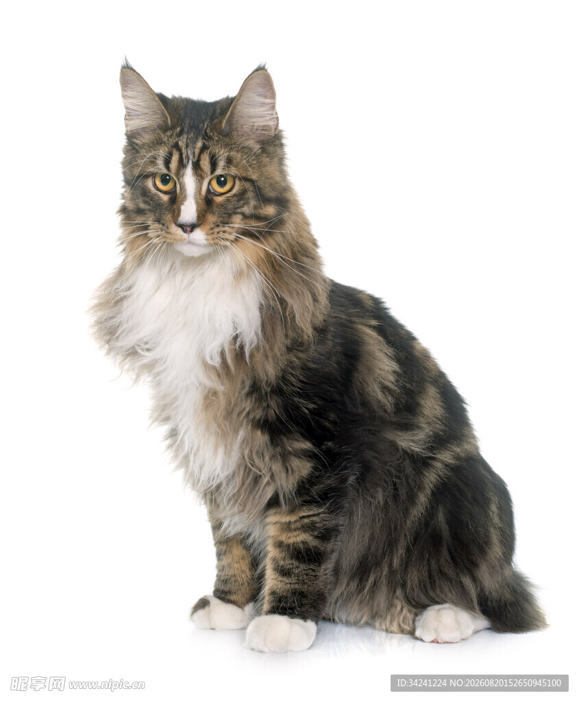 长毛猫咪端坐