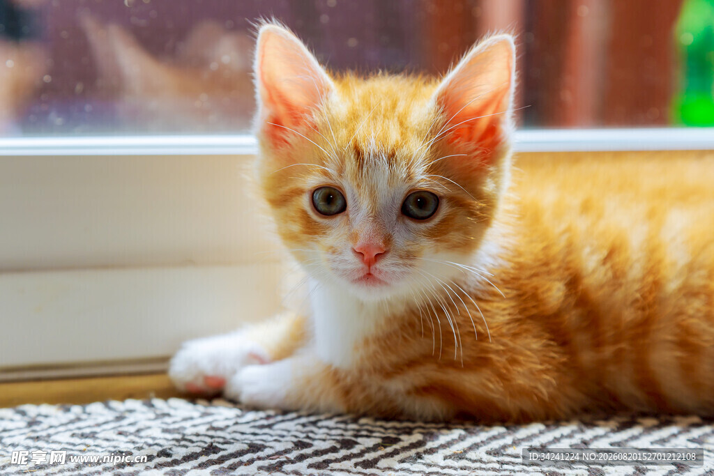 窗边橘色小猫可爱模样