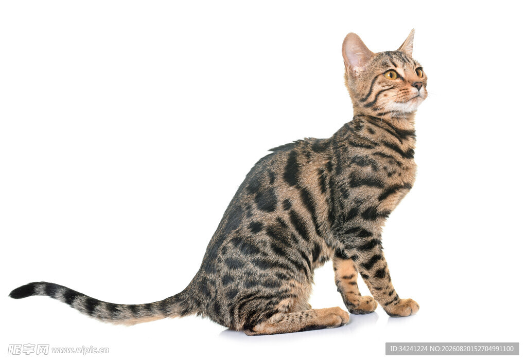 斑纹猫咪端坐