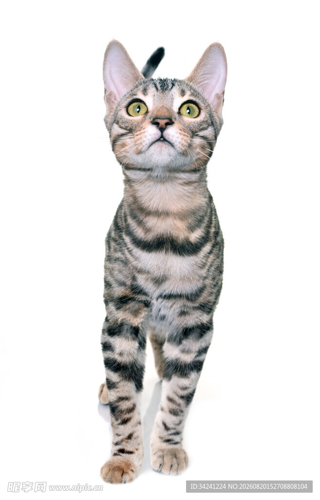 可爱斑纹猫咪抬头望