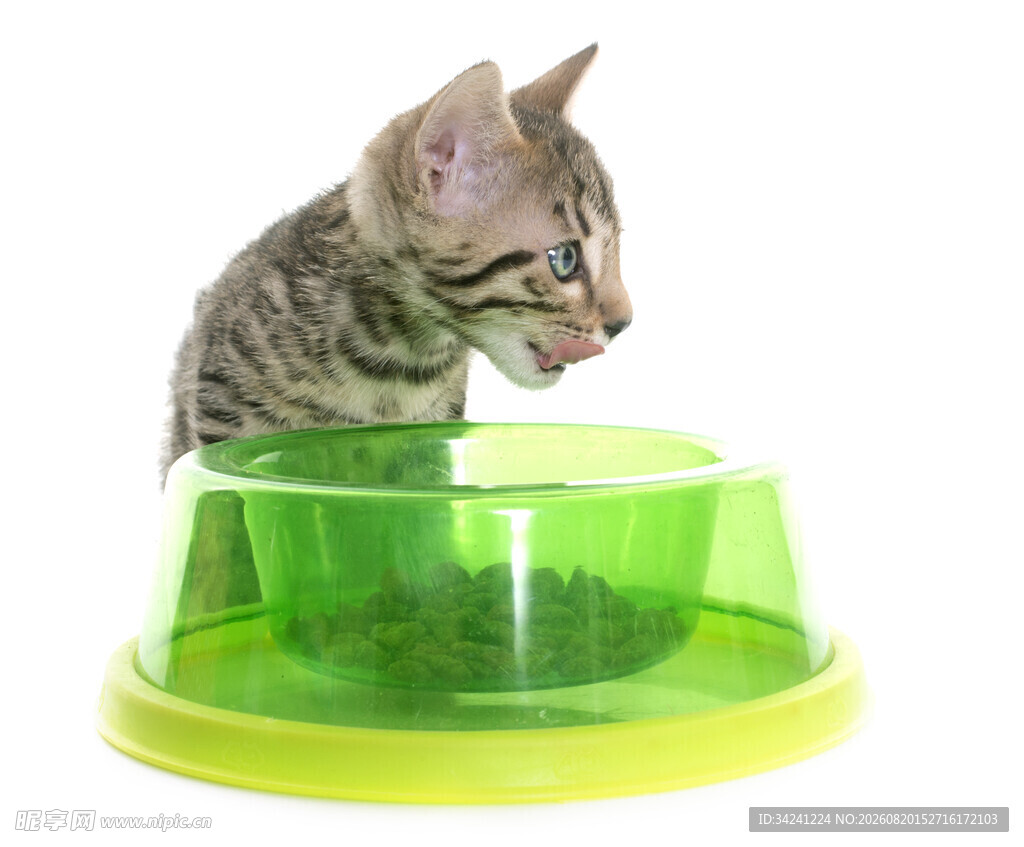 小猫趴在绿色宠物碗上