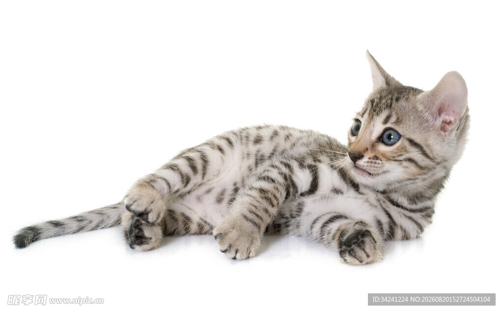 可爱斑纹小猫侧卧姿态