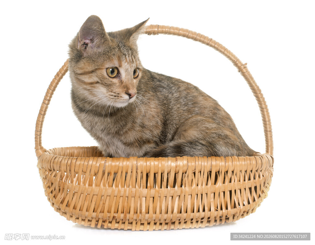 篮子里的猫咪