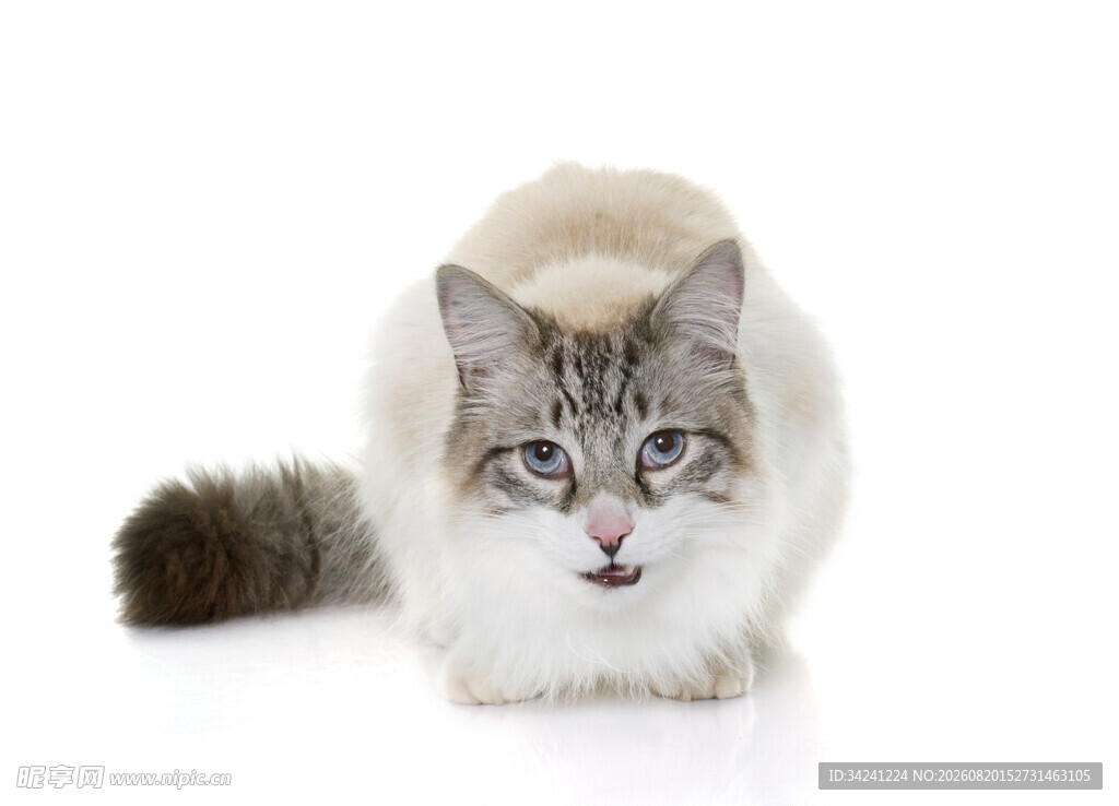 可爱猫咪蹲坐姿态展示