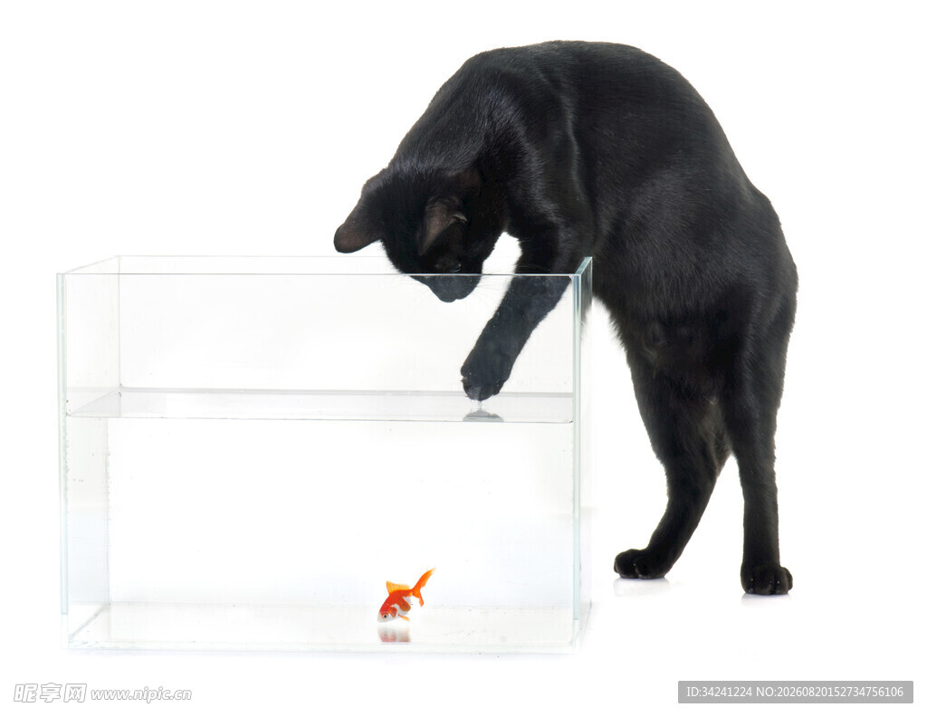 黑猫逗弄玻璃缸内金鱼