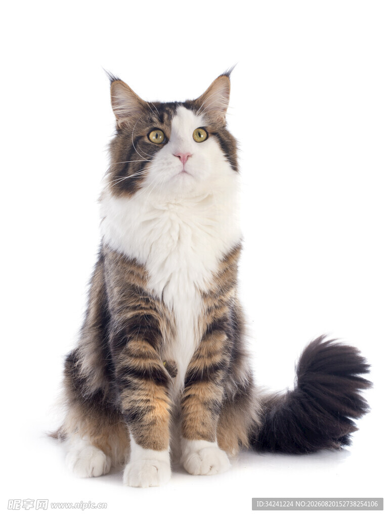 长毛猫咪端坐
