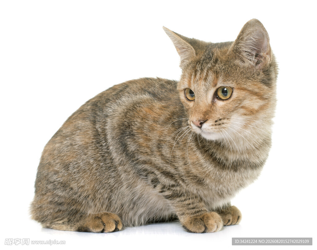 可爱斑纹小猫安静蹲坐