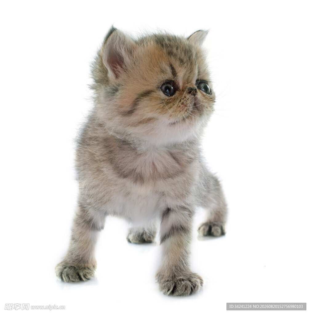 可爱小猫咪抬头张望