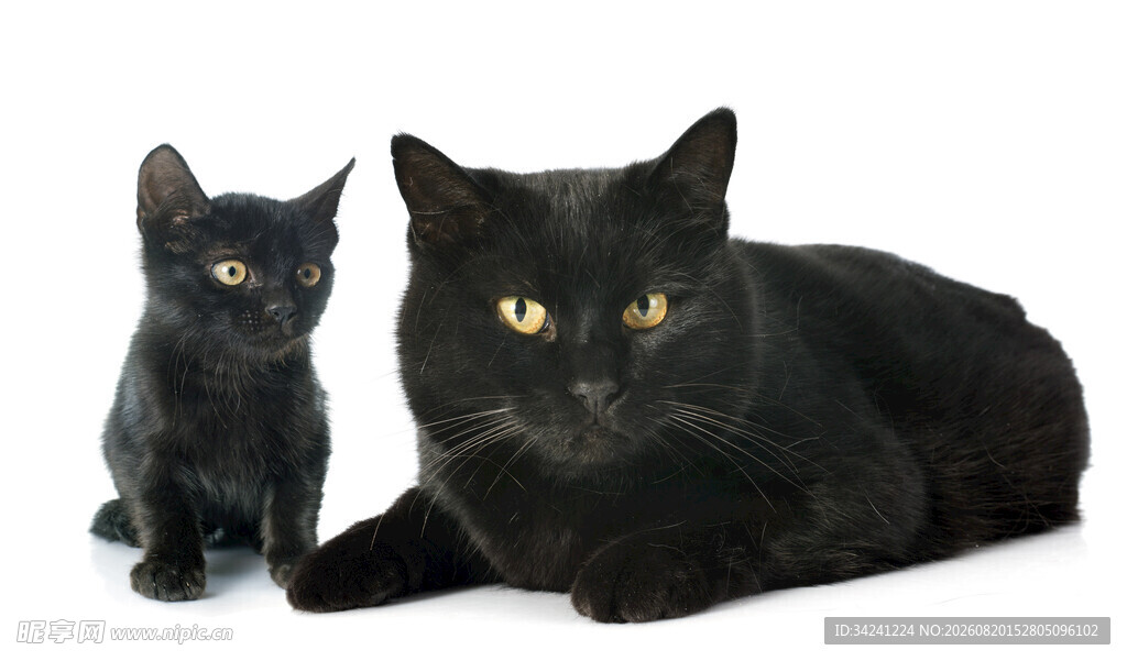 黑猫母子依偎温馨画面