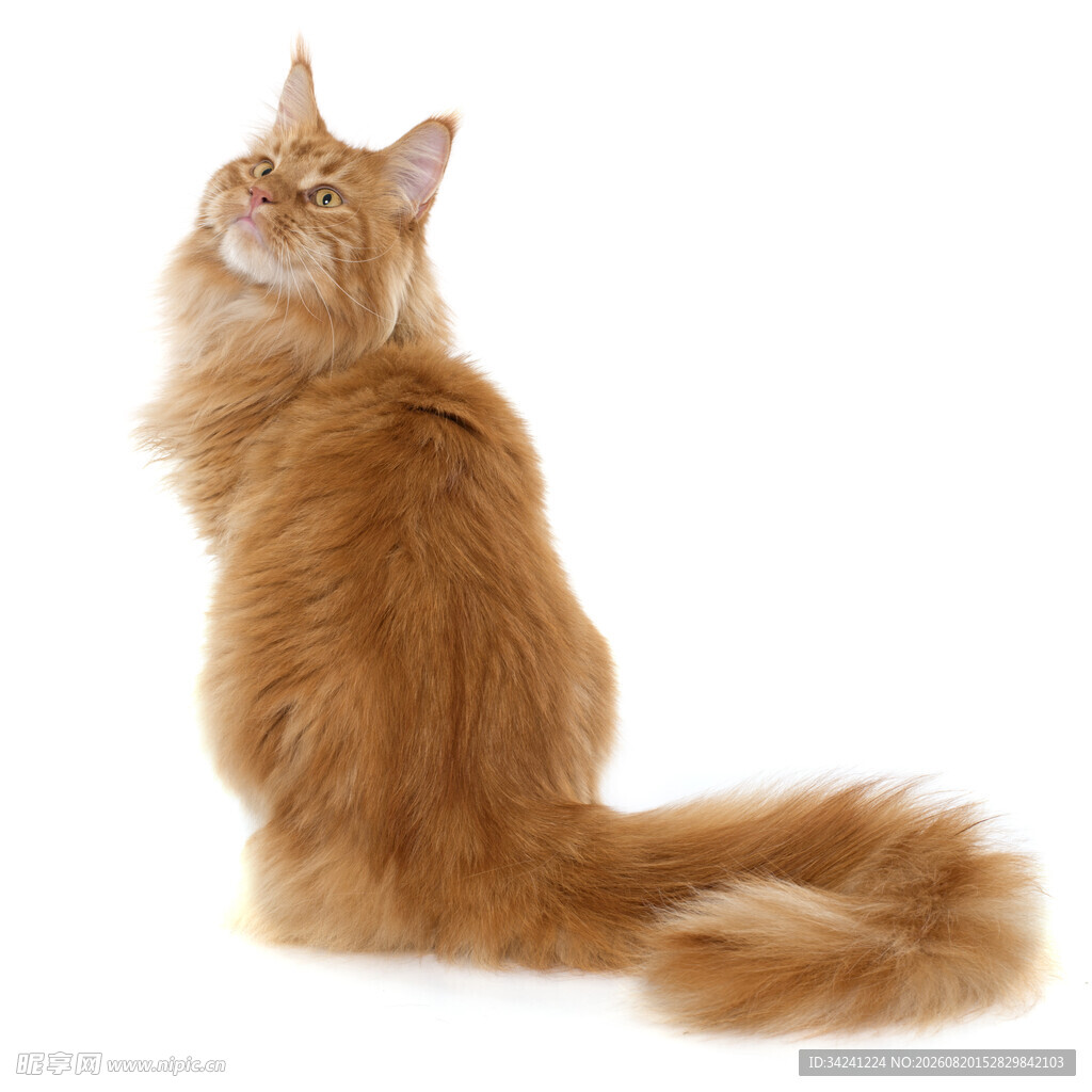 橘色长毛猫仰头姿态