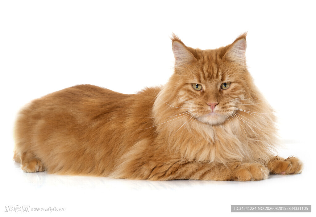 橘色长毛猫趴卧姿态