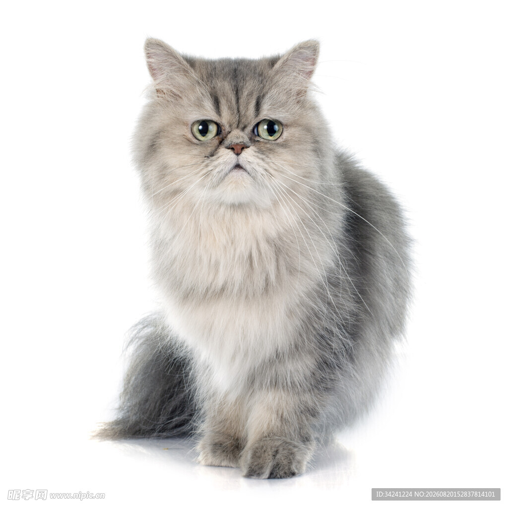 可爱长毛猫端坐