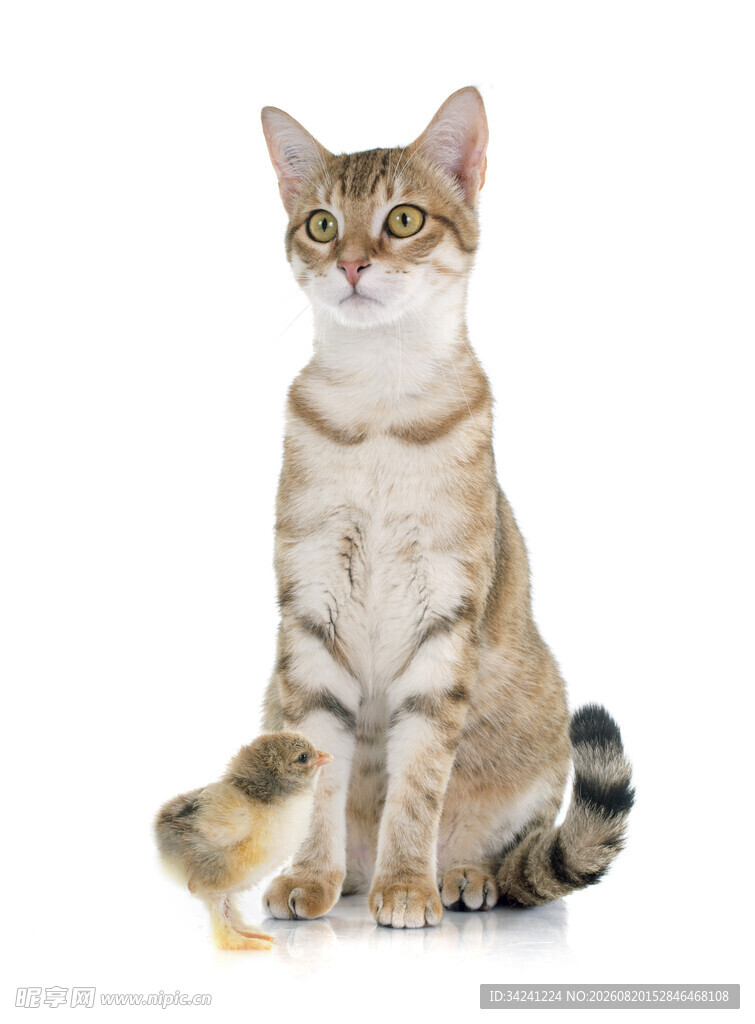 坐姿优雅的斑纹猫咪