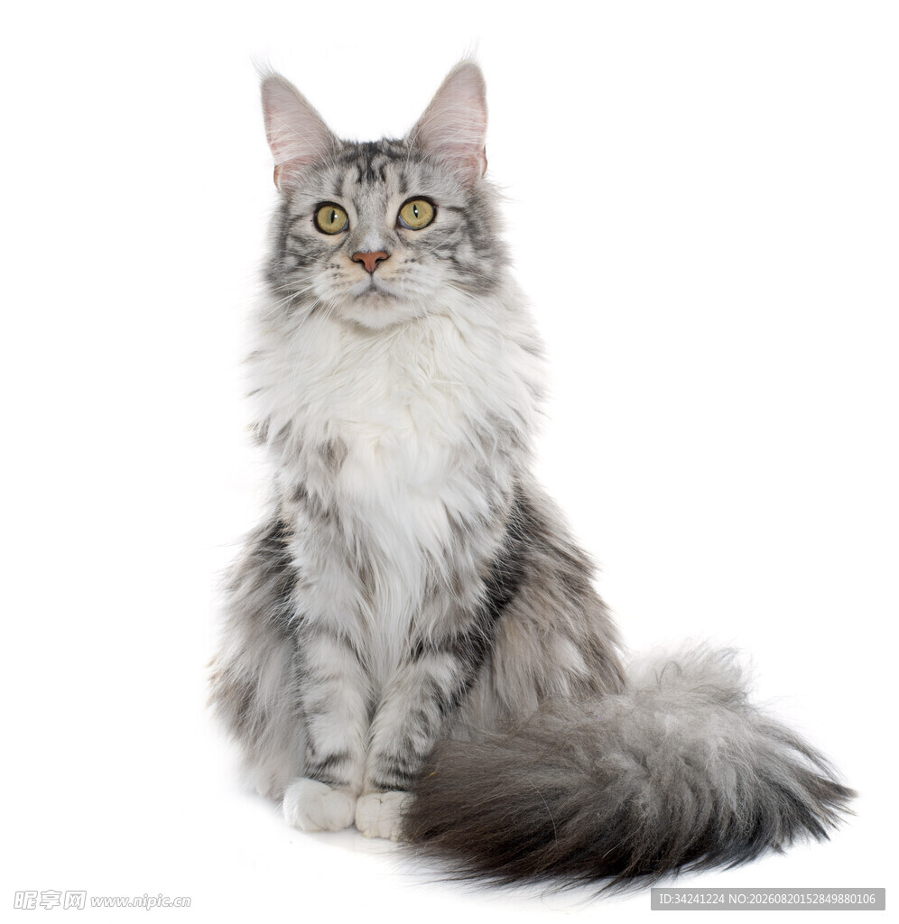 可爱长毛猫端坐