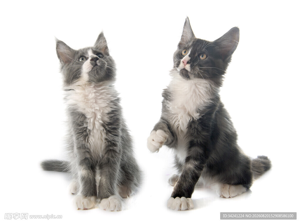 两只可爱小猫抬头张望